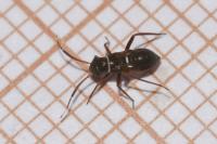 Pilophorus