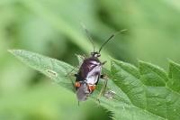 Deraeocoris ruber