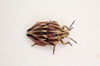 Odontotarsus purpureolineatus
