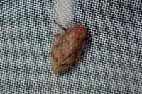 Lepyronia coleoptrata
