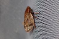 Lepyronia coleoptrata