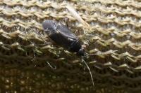 Plagiognathus arbustorum