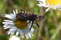Rhynocoris erythropus