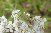 Closterotomus norwegicus