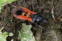 Peirates hybridus