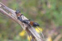 Pterotmetus staphyliniformis