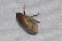 Lepyronia coleoptrata