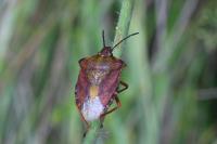 Carpocoris purpureipennis