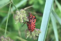 Graphosoma italicum