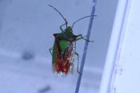 Acanthosoma haemorrhoidale