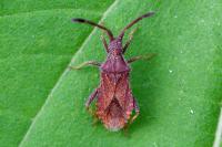 Coriomeris denticulatus