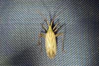 Miridius quadrivirgatus