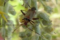 Adelphocoris vandalicus