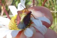 Carpocoris purpureipennis