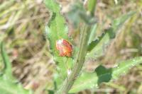 Carpocoris purpureipennis