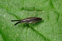 Heterotoma planicornis