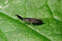 Heterotoma planicornis