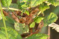 Coreus marginatus