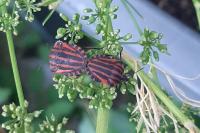 Graphosoma italicum
