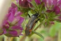 Adelphocoris seticornis