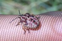 Carpocoris purpureipennis