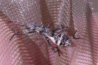 Camptopus lateralis