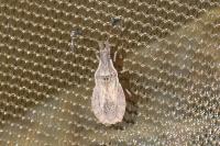 Spathocera