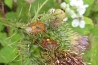 Carpocoris purpureipennis
