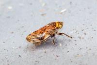 Philaenus spumarius