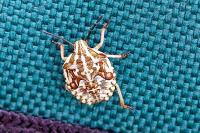 Carpocoris purpureipennis
