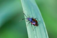 Deraeocoris ruber