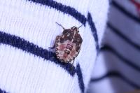 Carpocoris purpureipennis