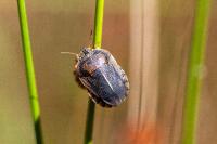 Eurygaster austriaca