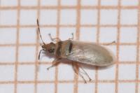 Oxycarenus pallens