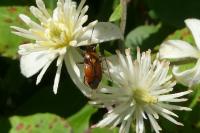 Deraeocoris ruber