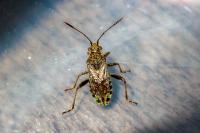 Stictopleurus punctatonervosus