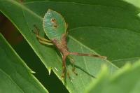 Gonocerus acuteangulatus
