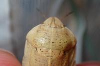 Eurygaster austriaca