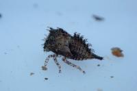 Stictocephala alta