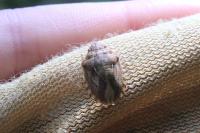 Eurygaster maura