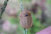 Eurygaster austriaca