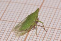 Dictyophara europaea