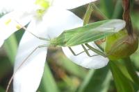 Stenodema calcarata