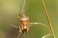 Carpocoris purpureipennis