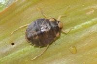 Aphelocheirus aestivalis