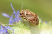 Strongylocoris luridus