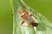 Adelphocoris vandalicus