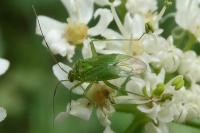 Lygocoris pabulinus
