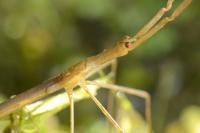 Ranatra linearis