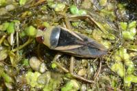 Notonecta obliqua